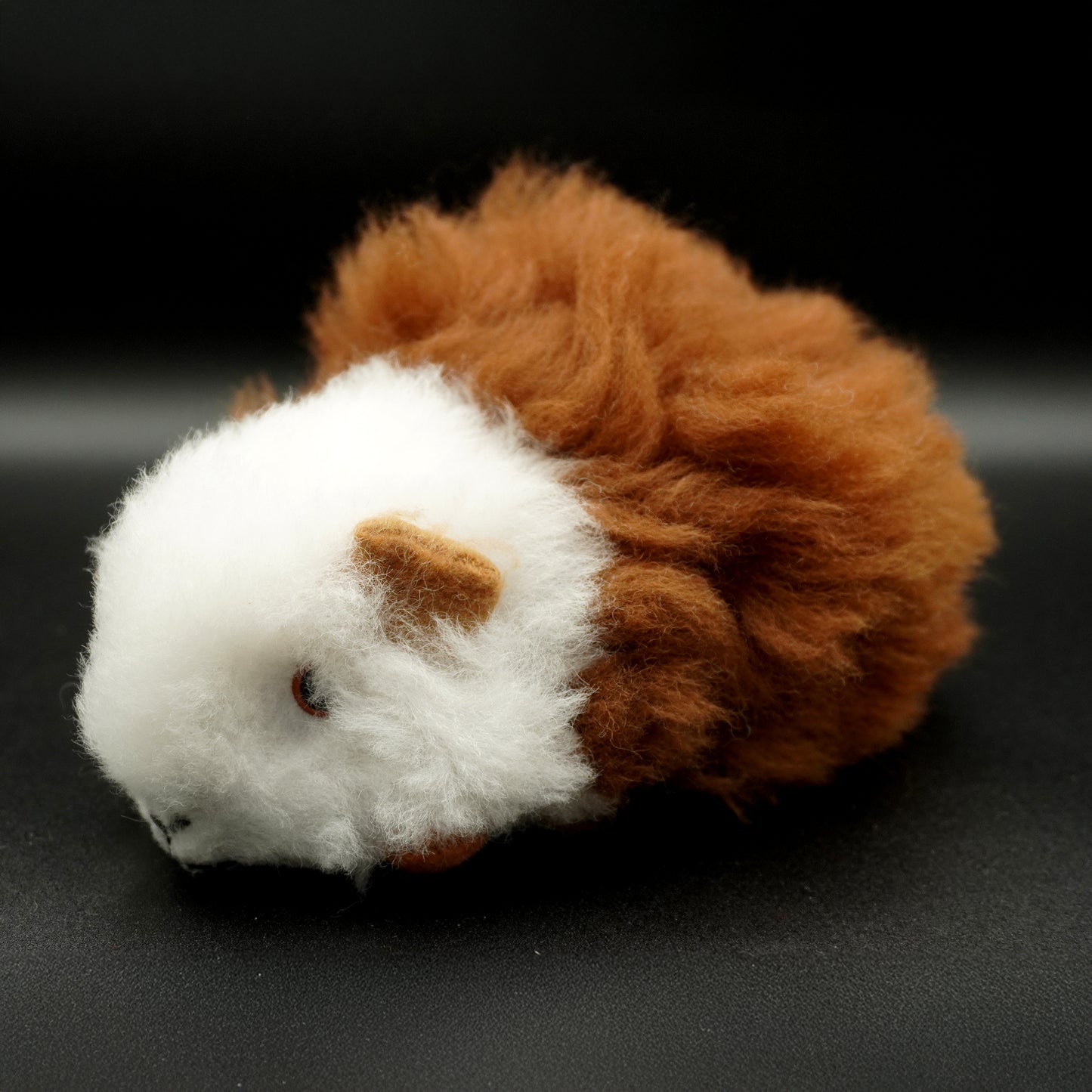 Alpaca guinea pig - Decorative white and brown