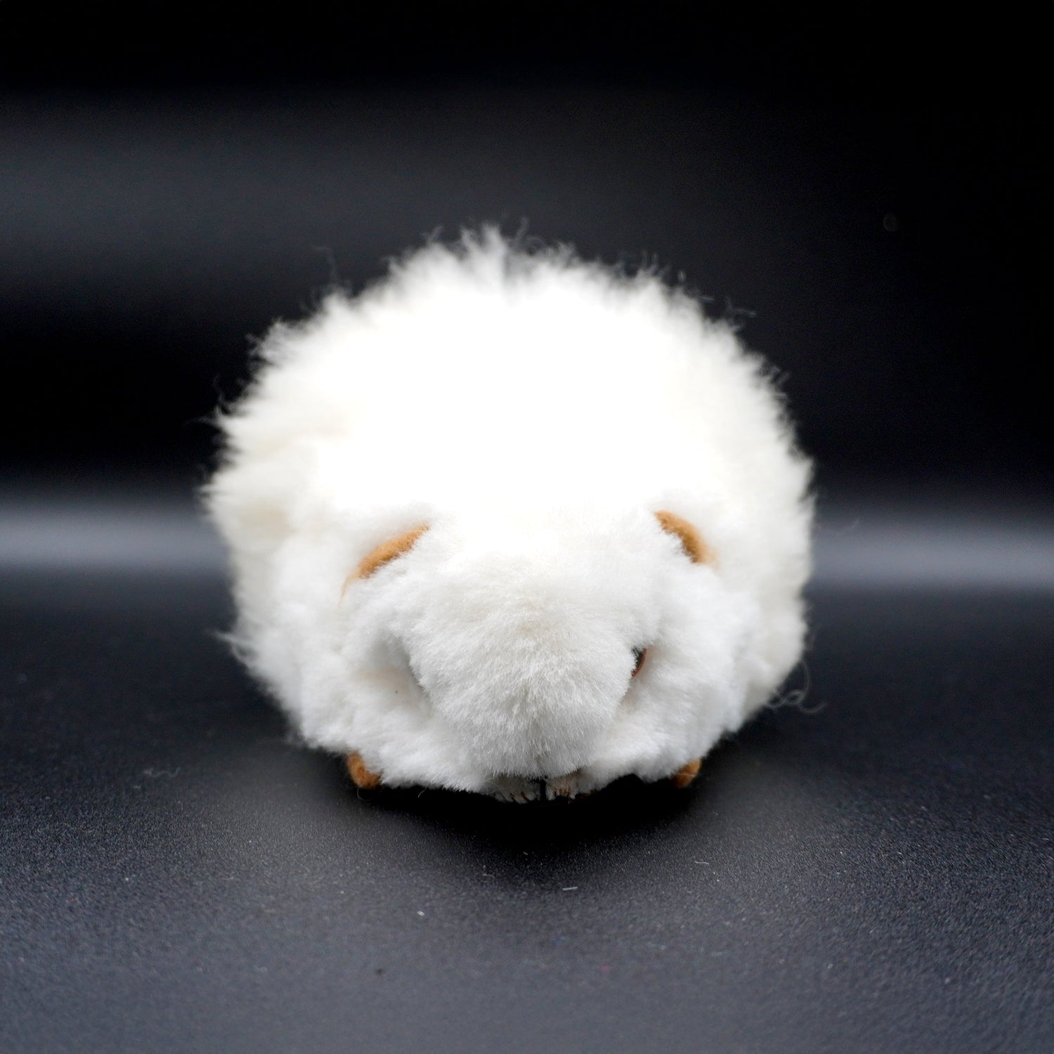 Peruvian baby Alpaca guinea pig