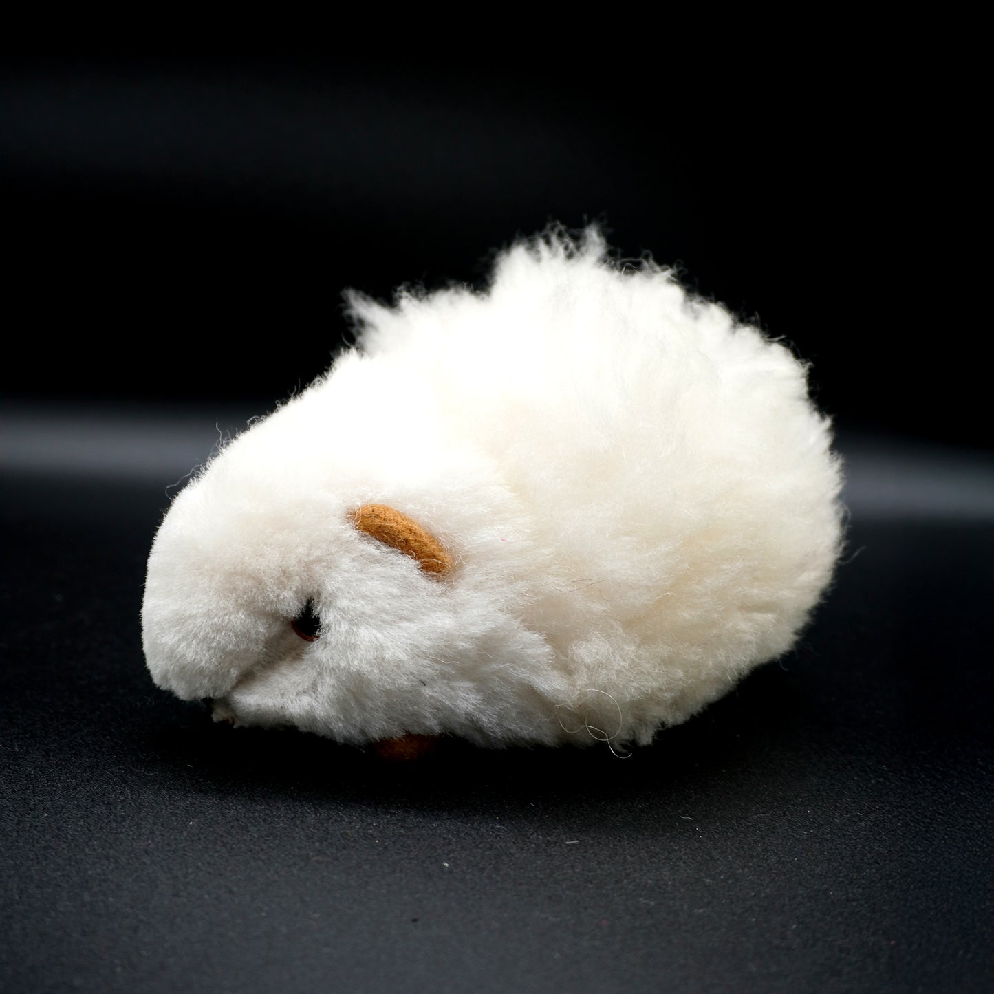 Alpaca guinea pig - Decorative white