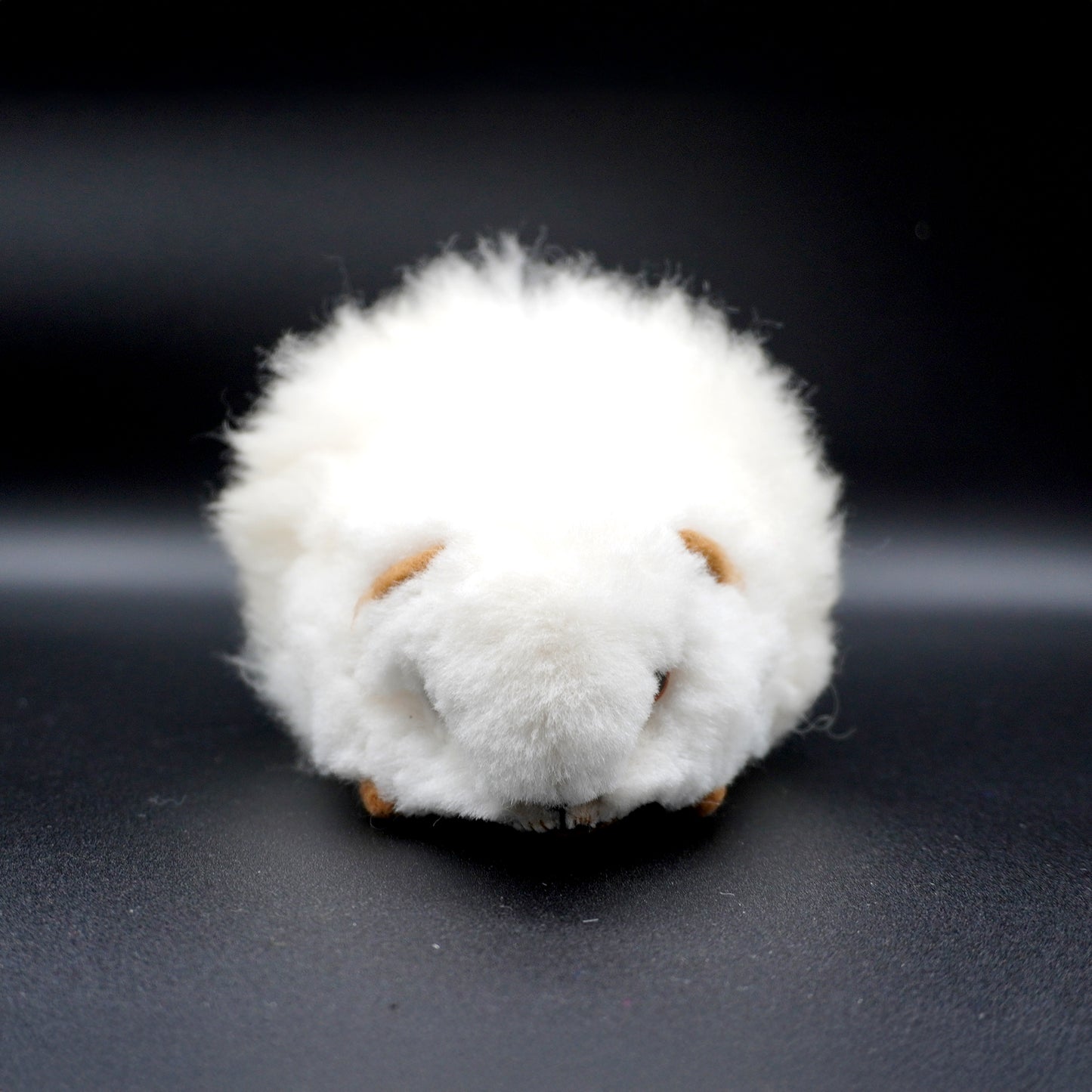 Alpaca guinea pig - Decorative white