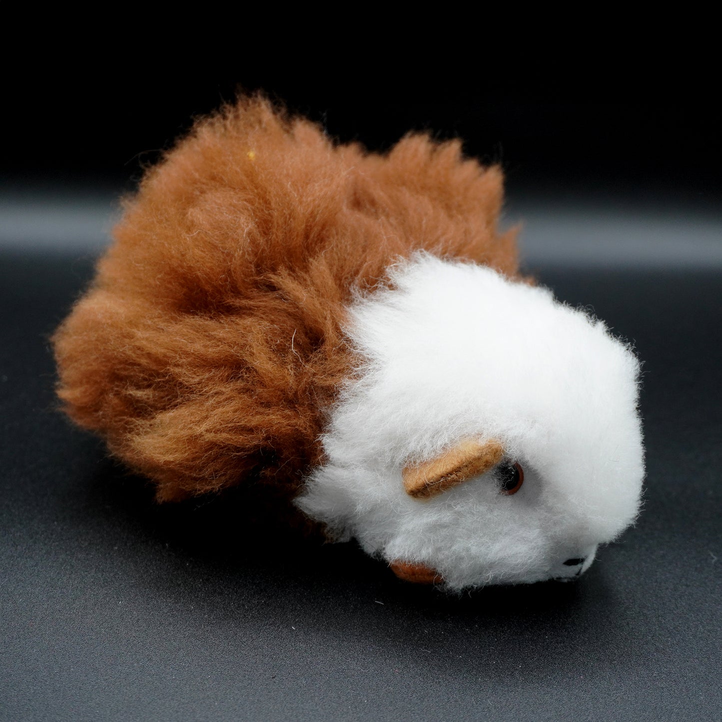 Alpaca guinea pig - Decorative white and brown